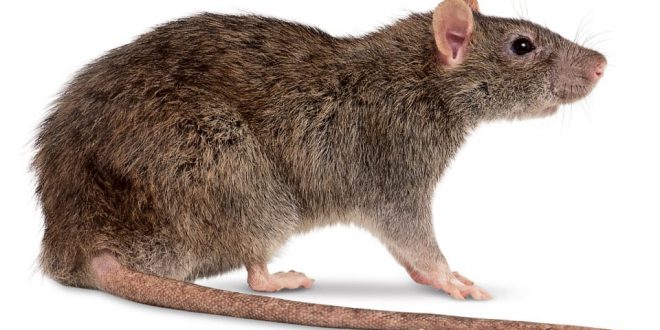 Ciclo de Vida do Rato: Quantos Anos Eles Vivem? | Mundo Ecologia