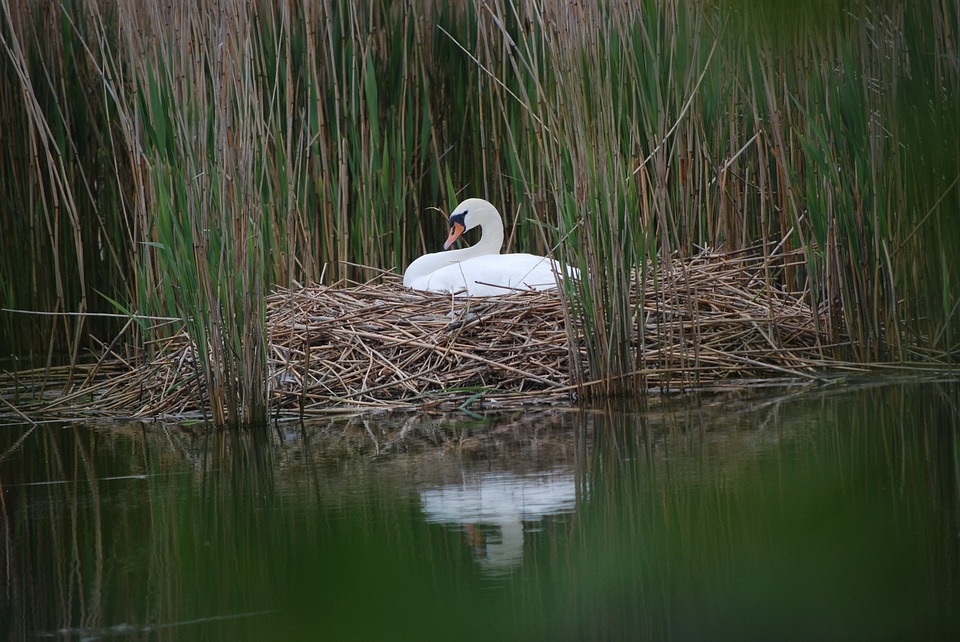 Cisne Fotografado na Beira do Rio em seu Ninho