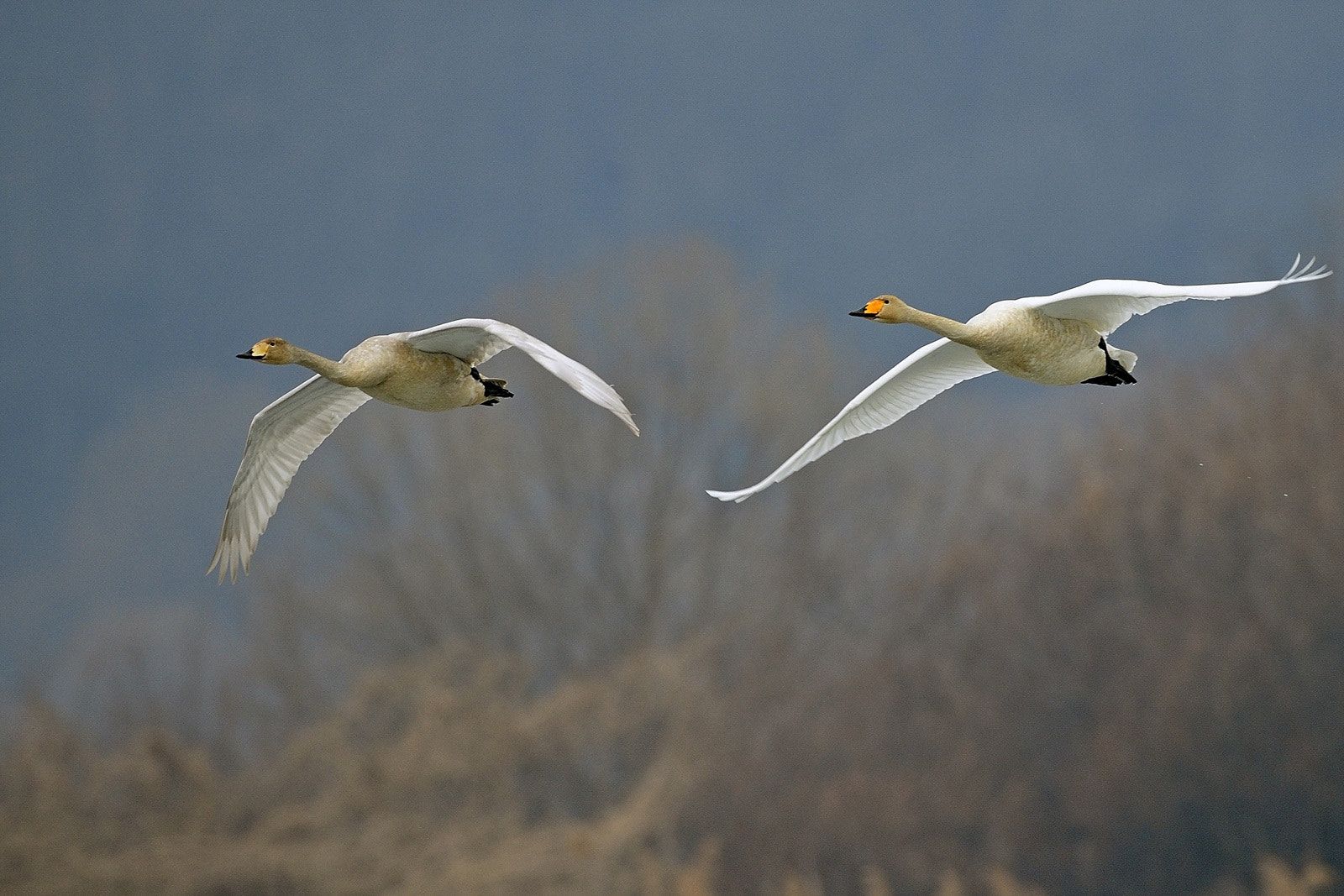 Cisnes Whooper Voando 