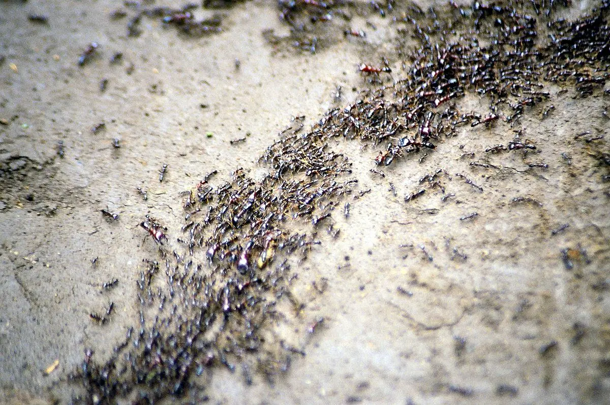 Colônias de Formigas 