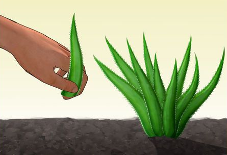 Como Plantar Babosa na Terra 