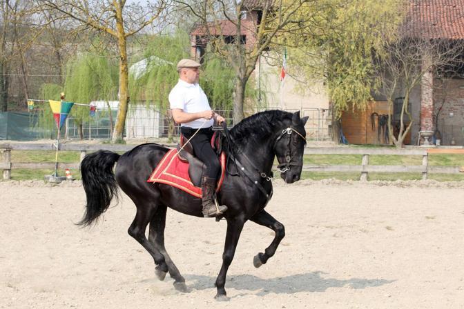 Comportamento do Cavalo Minorquino