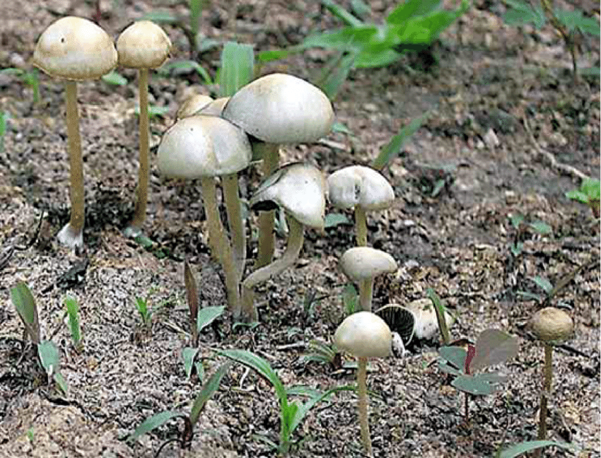 Copelandia Cyanescens