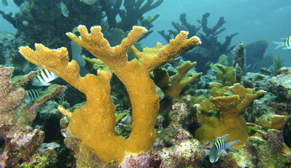 Coral de Elkhorn