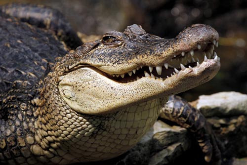 Quais São As Características Dos Crocodilianos?