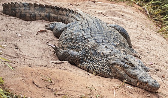 Crocodilo-do-Nilo
