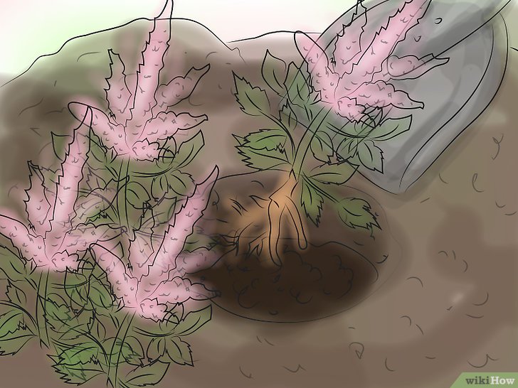 Cuidados Com as Astilbes