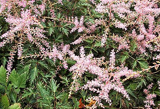 Cultivando Astilbes 