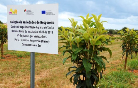 Cultivo da Nespereira