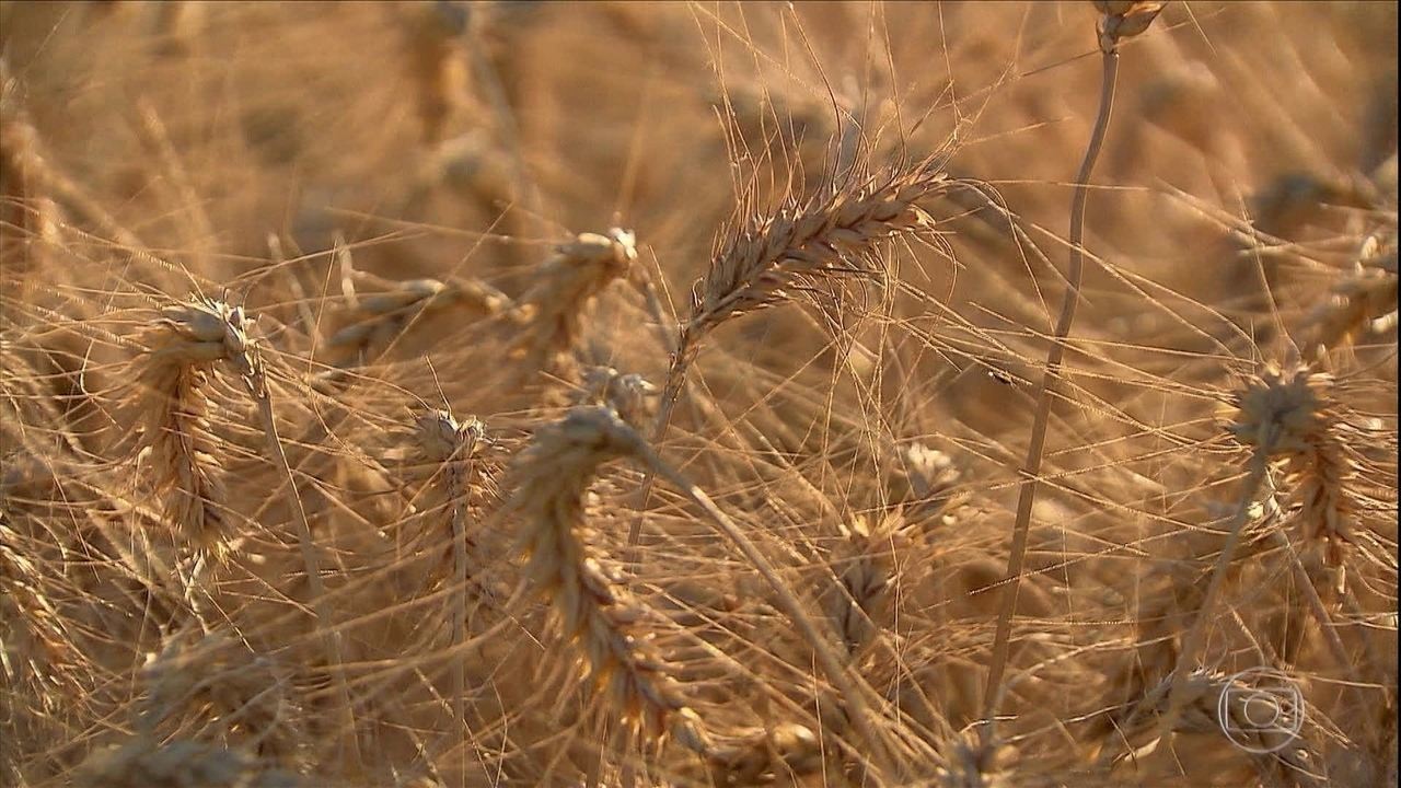 Plantação e cultivo de trigo em grão e joio | Mundo Ecologia