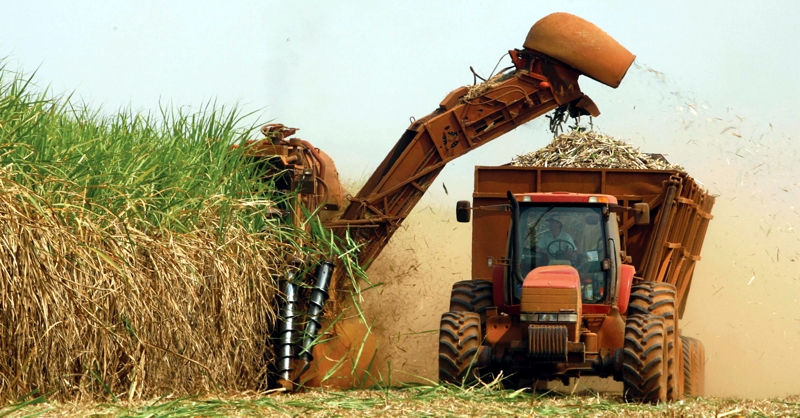 Plantação e cultivo de trigo em grão e joio | Mundo Ecologia