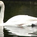 Cygnus Buccinator