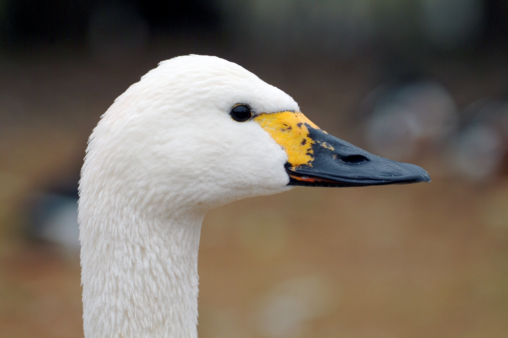 Cygnus Columbianus