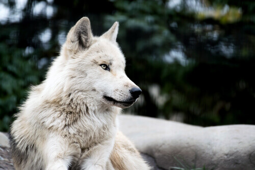 Cão Lobo