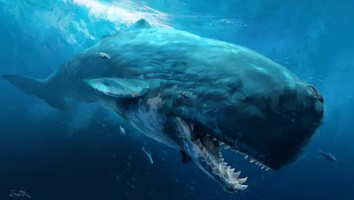 Dentes das Baleias 