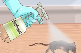 Desinfetando Urina de Rato