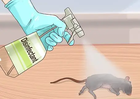 Desinfetando Urina de Rato 
