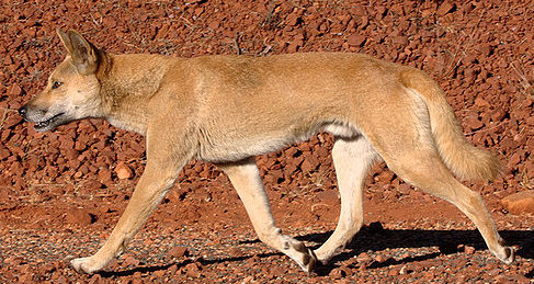 Dingo Andando na Terra Vermelha