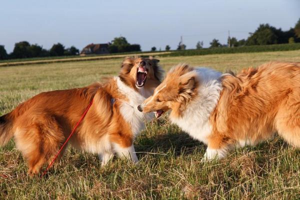 Dois Cachorros Irmãos