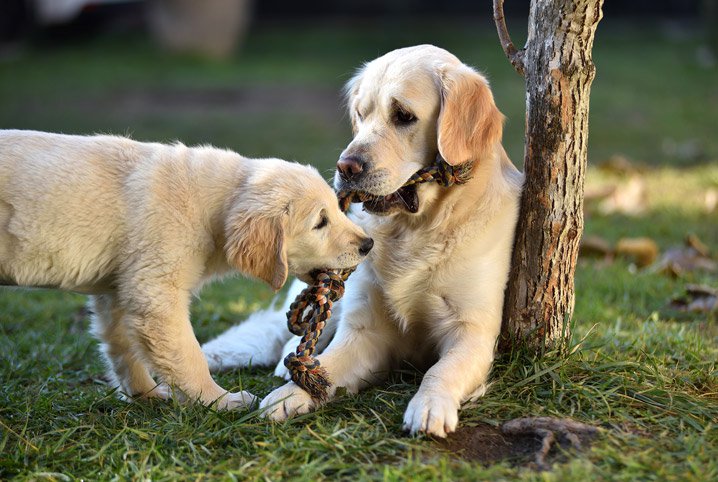 Dois Cachorros se Conhecendo 