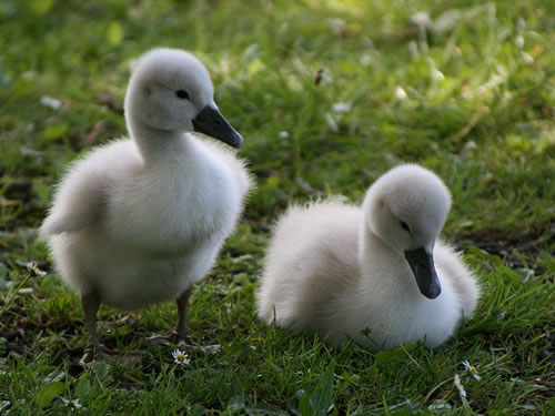 Dois Filhotes de Cisne Bravo