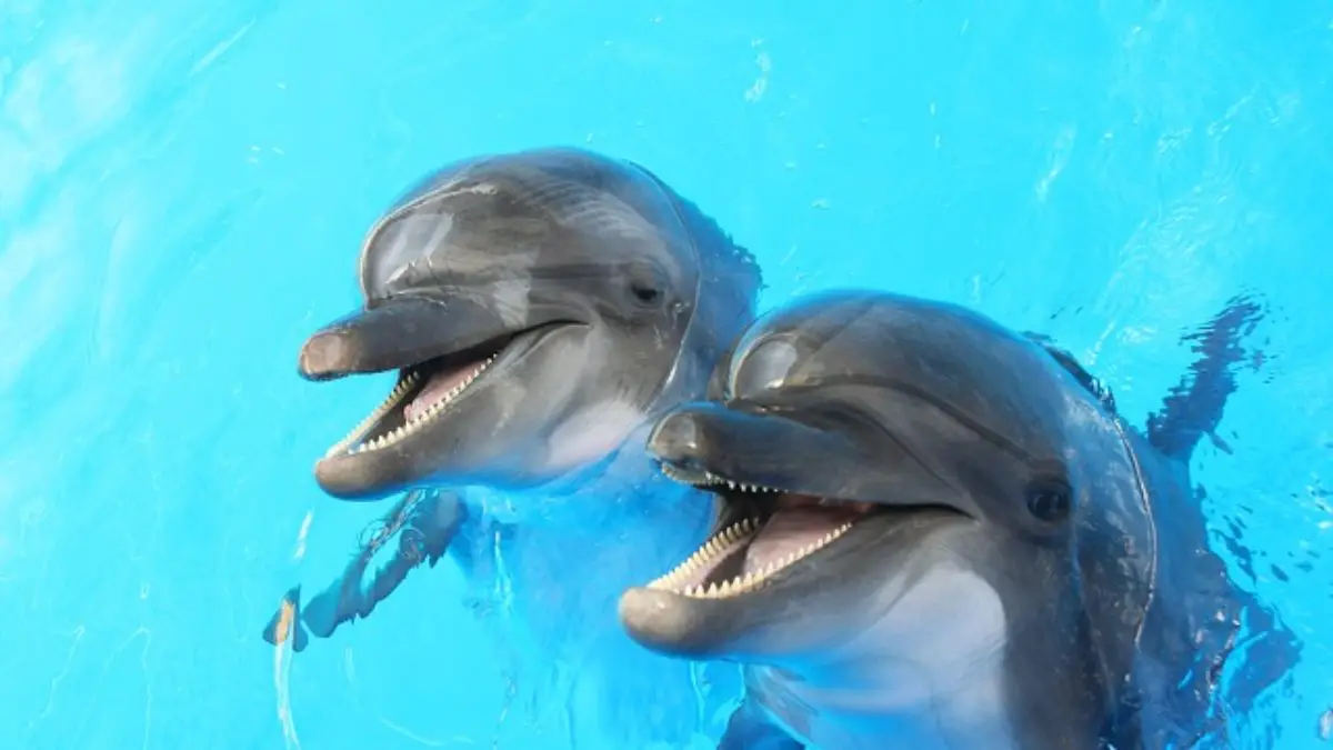 Dois Golfinhos Listrados na Piscina 