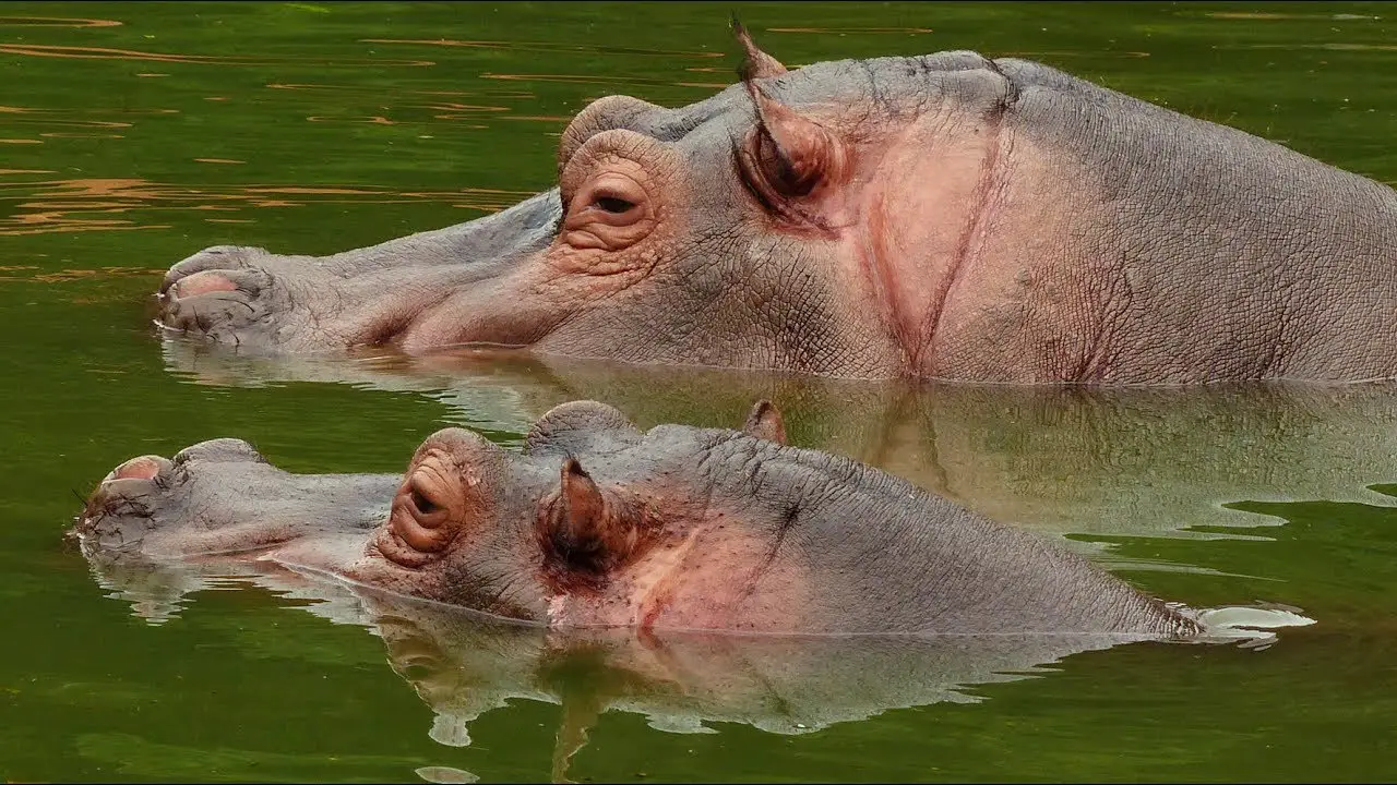 Dois Hipopótamos Nadando Juntos 