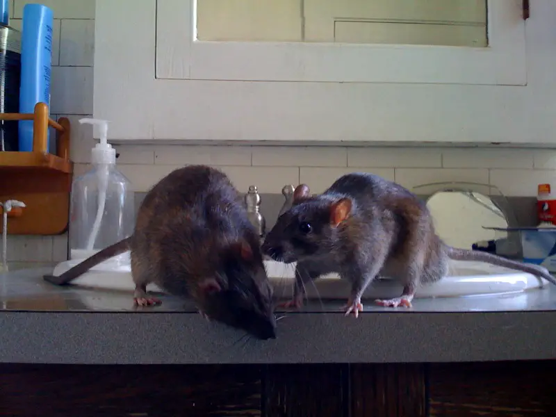 Dois Ratos Dentro de uma Casa