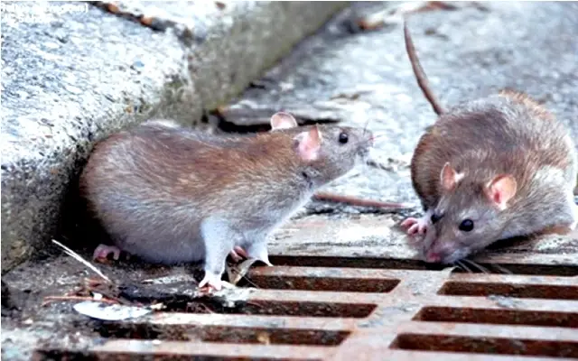 Dois Ratos Querendo Entra no Esgoto 