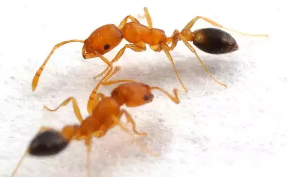 Duas Formigas Domésticas