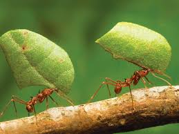 Duas Formigas Saúva Limão Carregando Folhas