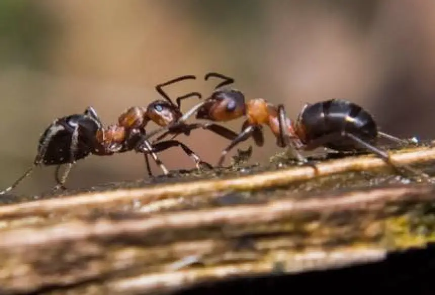 Duas Formigas se Comunicando 