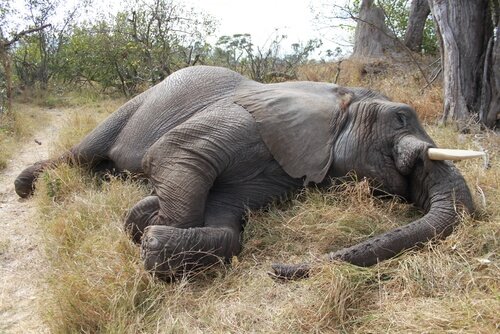 Elefante Dormindo na Selva 