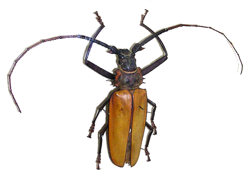 Enoplocerus Armillatus