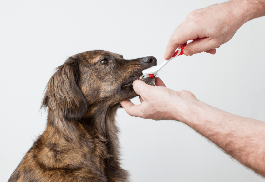 Escovando os Dentes do Cachorro 