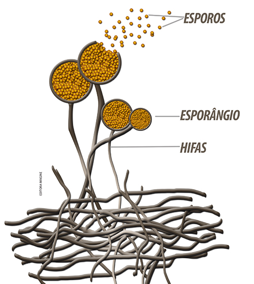 Esporos