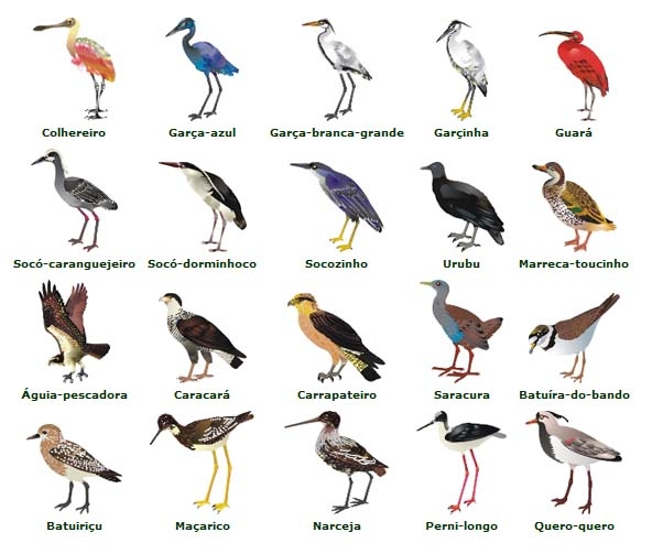 Espécies de Algumas Aves 