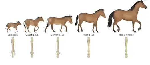 Evolução dos Cavalos 
