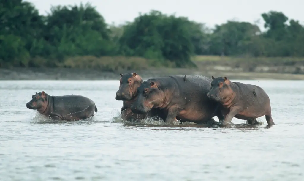 Família de Hippopotamus Amphibius