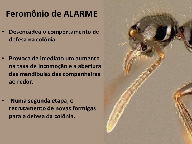 Feromônios De Alarme