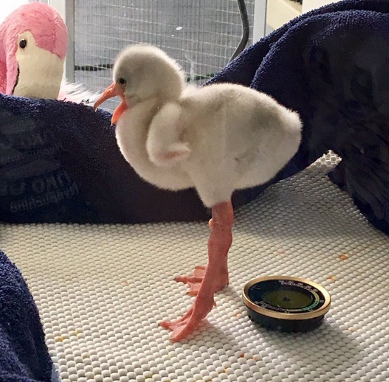 Filhote de Flamingos Americano
