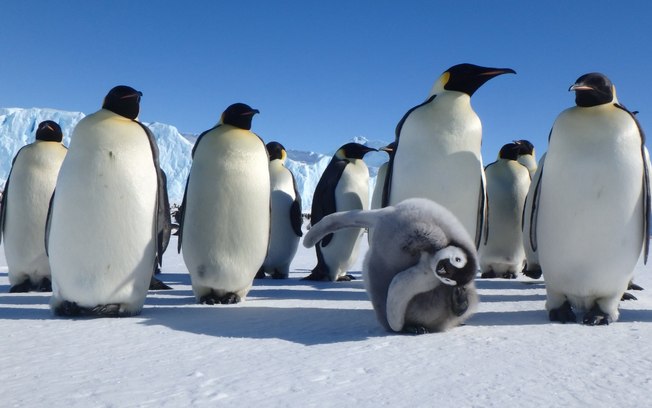 Filhote de Pinguim 