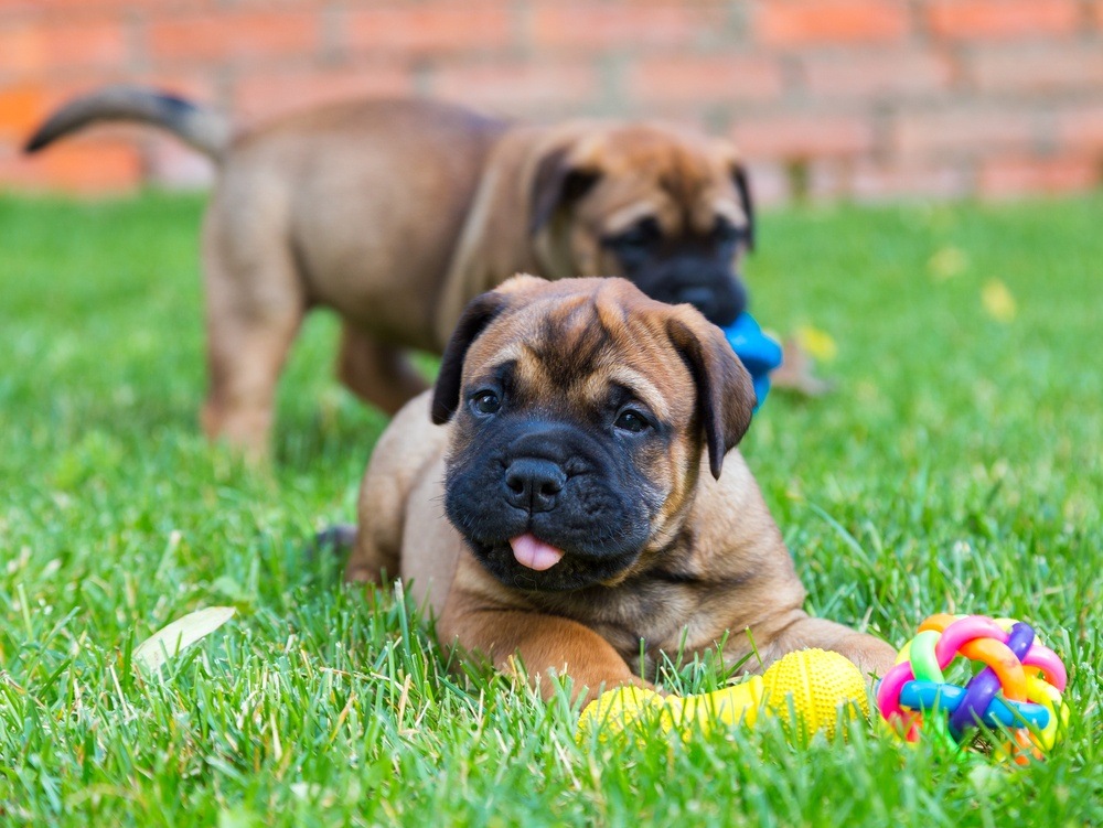 Filhotes de Bullmastiff Brincando na Grama