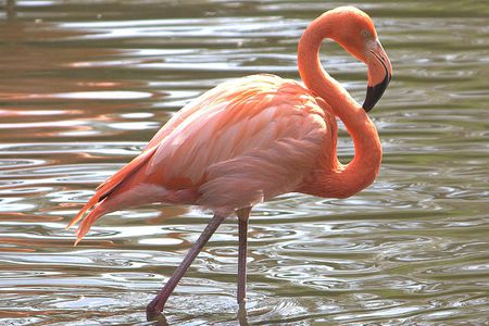 Quais São os Predadores do Flamingo e Seus Inimigos Naturais?
