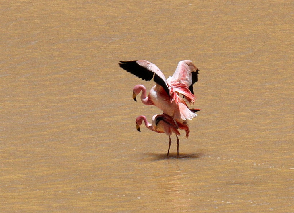 Flamingo Acasalando 