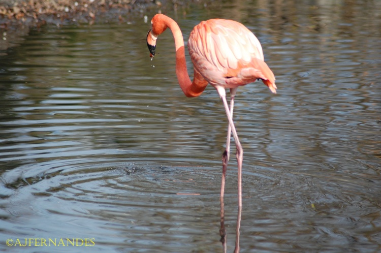 Flamingo Americano Bebendo Água do Rio