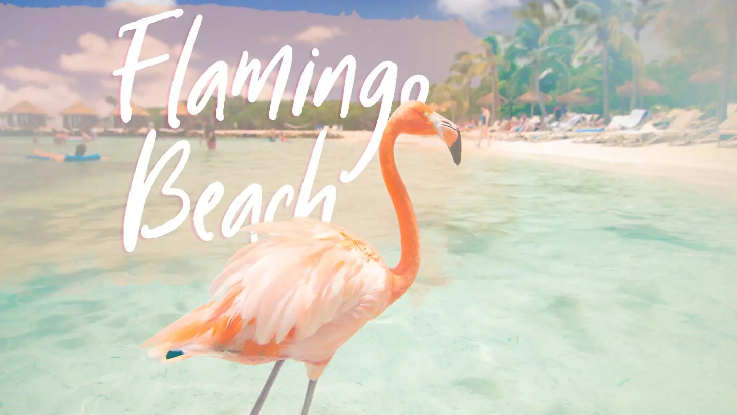 Flamingo Beach Aruba 