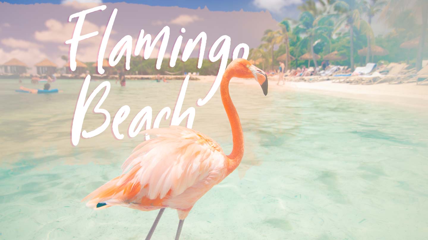 Flamingo Beach Aruba