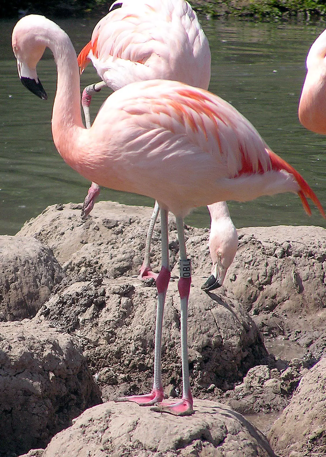 Flamingo-Chileno