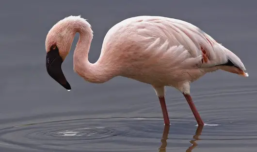 Flamingo Minor